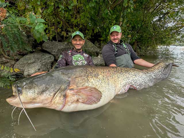 Vybavení pro lov sumců od MadCat zakoupíte na Sumcari.cz